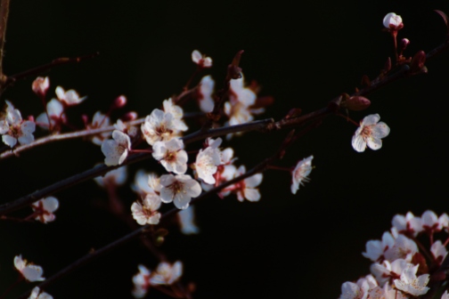 Blüten der Roten Pflaume