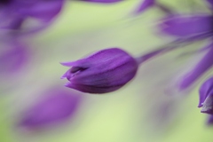 Flieder-Lauch, Allium caeruleum