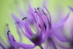 Flieder-Lauch, Allium caeruleum