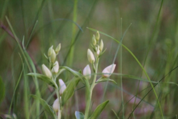 Weißes Waldvöglein, Cephalanthera damasonium