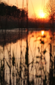 Was für ein Postkartenmotiv: Kraniche im Sonnenuntergang über der Teichlandschaft.