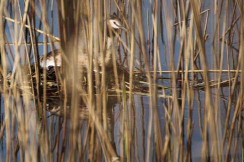 Das Nest der Haubentaucher schwimmt auf dem Wasser. Zwar gut versteckt, aber wenig scheu zeigte sich dieser brütende Altvogel.