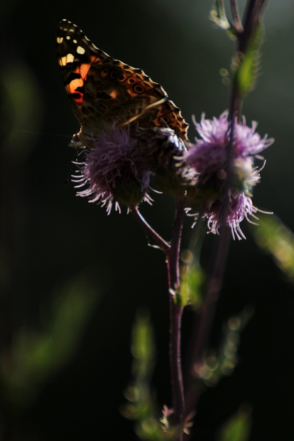 Posierende Schmetterlinge und tolles Licht. Mehr kann sich ein Makrofotograf nicht wünschen.